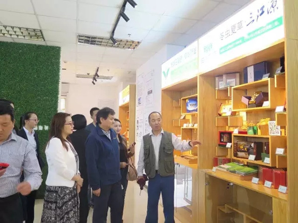 “中国菌物健康前沿产品展示厅”特邀三江源入驻-冬虫夏草 中国青海三江源冬虫夏草 Cordyceps sinensis