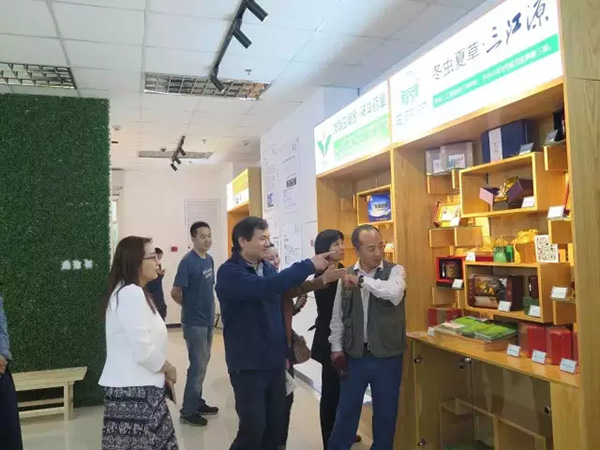 “中国菌物健康前沿产品展示厅”特邀三江源入驻-冬虫夏草 中国青海三江源冬虫夏草 Cordyceps sinensis