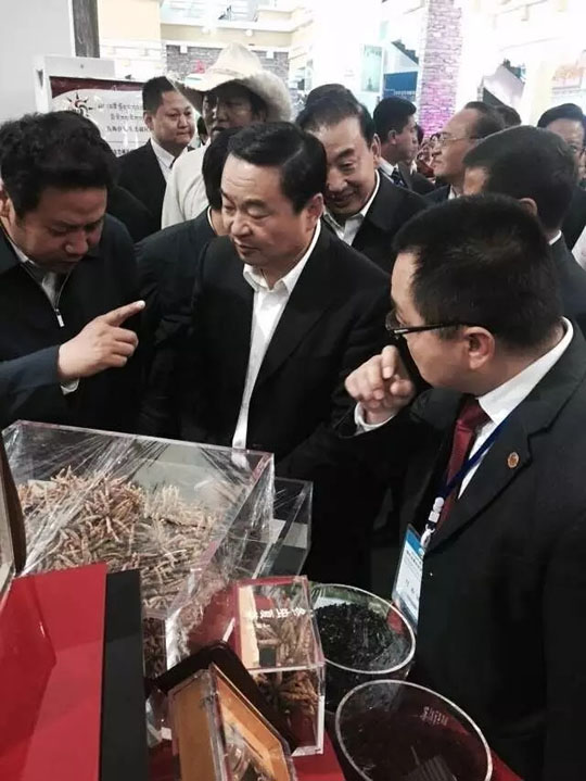 “三江源牌冬虫夏草”青洽会呼吁坚守道地文化-冬虫夏草 中国青海三江源冬虫夏草 Cordyceps sinensis