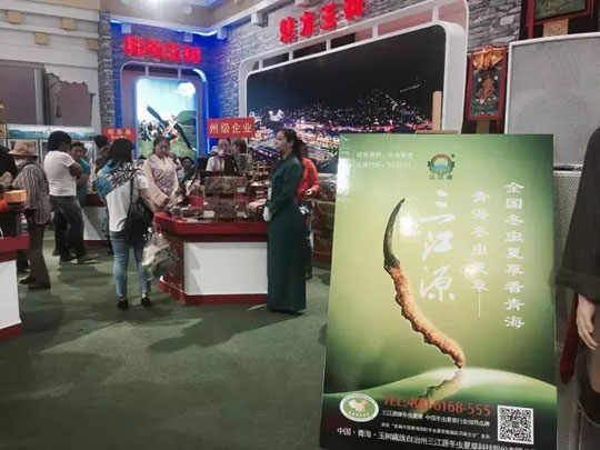 “三江源牌冬虫夏草”青洽会呼吁坚守道地文化-冬虫夏草 中国青海三江源冬虫夏草 Cordyceps sinensis