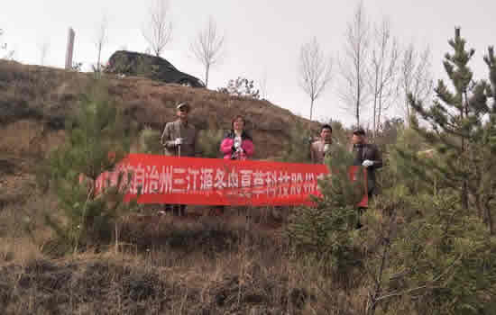 三江源冬虫夏草股份有限公司参加全省民营企业“种一棵小树?绿一方净土”义务植树活动-冬虫夏草 中国青海三江源冬虫夏草 Cordyceps sinensis