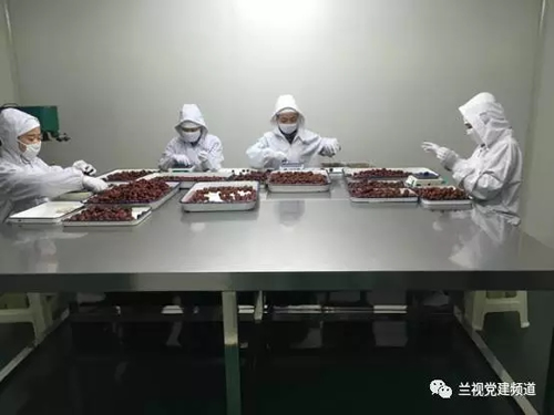 非公党建的“格桑花”-冬虫夏草 中国青海三江源冬虫夏草 Cordyceps sinensis