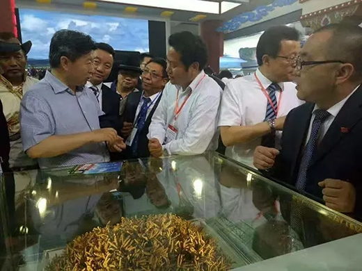 第十八届中国·青海绿色发展投资贸易洽谈会开幕-冬虫夏草 中国青海三江源冬虫夏草 Cordyceps sinensis