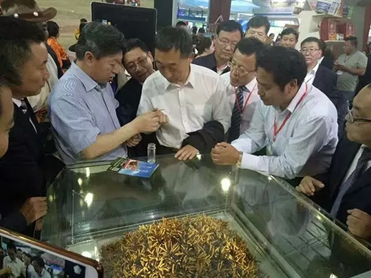 第十八届中国·青海绿色发展投资贸易洽谈会开幕-冬虫夏草 中国青海三江源冬虫夏草 Cordyceps sinensis